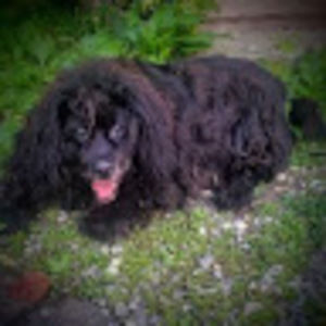 Meet your Posher, Penny